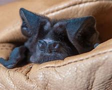Image result for Mastiff Bat