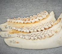 Image result for Deer Tooth Dentin