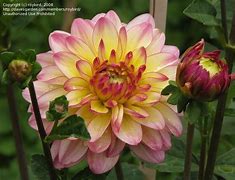 Image result for Dahlia Zingaro