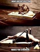 Image result for Cat Mouse Meme