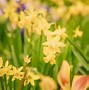 Image result for Tulips Spring Flowers Trees