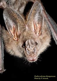 Image result for Endangered Bats