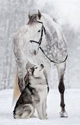 Image result for Cute Dogs and Horses