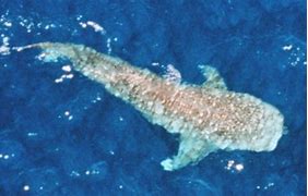 Image result for What Is the Second Most Biggest Shark in the World