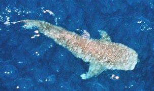 Image result for Biggest Shark Ever Lived