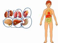 Image result for Science Human Body Diagram