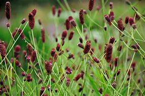 Image result for Sanguisorba officinalis Red Thunder