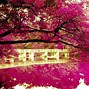 Image result for Pastel Pink Nature Background