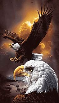 Image result for Bald Eagle Perched Drawing