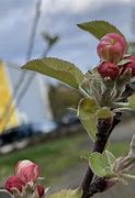 Image result for Winesap Apple Tree Blossoms