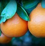 Image result for Minneola Oranges