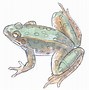 Image result for Big Frog Drawing