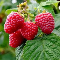 Image result for Raspberry Fruit Extract