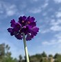Afbeeldingsresultaten voor Primula capitata subsp. mooreana