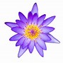 Image result for Blue Lotus Flower Petals