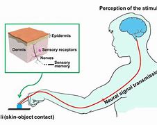Image result for Haptic Perception