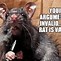 Image result for Fat Nuts Rat Meme