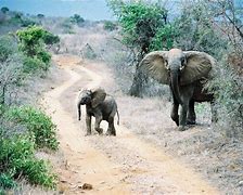 Image result for Tourist Attractions in Kenya Africa