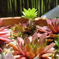 Image result for Sempervivum Feldmaier 