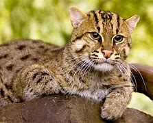 Image result for Twitter Background Fishing Cat