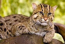 Image result for Fishing Cat Thailand
