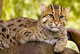 Image result for Fishing Cat Face