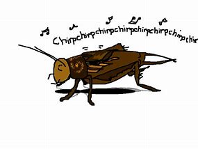 Image result for The Chirping Crickets Album