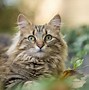 Image result for Cat Side View