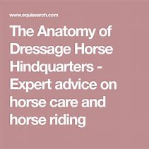 Image result for Lusitano Horse Dressage