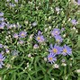 Image result for Aster radula August Sky