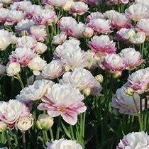 Image result for Tulipa Double Surprise