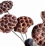 Image result for lotus flowers pods art