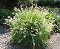 Image result for Pennisetum alop. Hameln