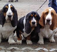 Image result for French Hound Dog