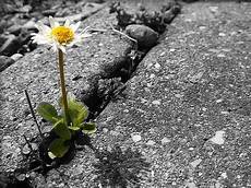fiori tra l asfalto fiore spunti dal muro screpolato io ti colgo dalla fiori tra l asfalto fiore spunti dal muro screpolato io ti colgo dalla