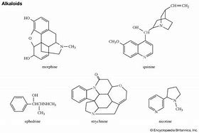 Image result for alcaloids