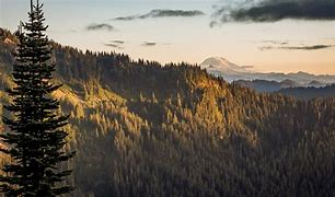 Image result for Trees to Mountains From Above