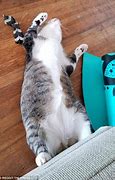 Image result for Cat Flexing Muscles