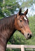 Image result for Rocky Mountain Saddle Horse