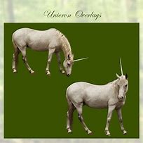 Image result for Evil Unicorn Real Life