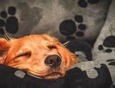 Image result for Dog Slepy Glo Die