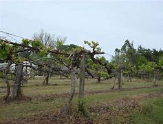 Image result for Vineyard Vines Mississippi State