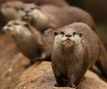 Image result for Otter for iPhone 12