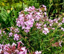 Image result for Saponaria sicula intermedia