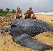 Image result for World's Biggest Turtle Ever