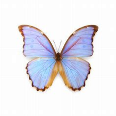 Photography, Limited Editions at Art.com | Christopher marley, Blue butterfly wallpaper, Butterfly art