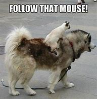 Image result for Funny Cat and Dog Memes