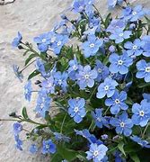 Image result for Omphalodes All Summer Blues