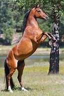 Image result for Horse Back View