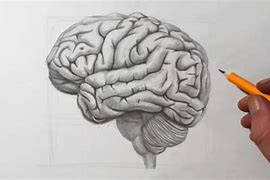 Image result for Brain in Head Drawing